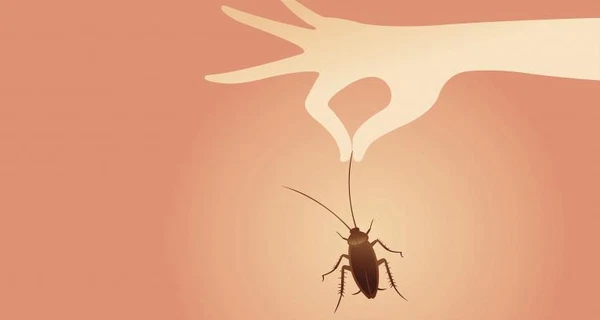 Cách diệt gián hiệu quả tại nhà